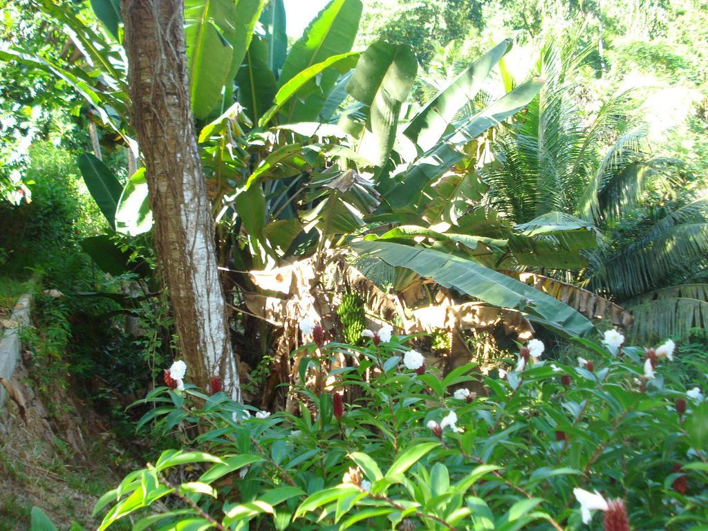 Cote Sud - Unique Villa & Bungalows Intendance Road 塔卡马卡 客房 照片